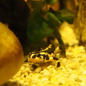 Kaiser's spotted newt or Luristan newt (Neurergus kaiseri), 2019-12-30