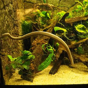 Rio Cauca caecilian (Typhlonectes natans), 2019-12-30