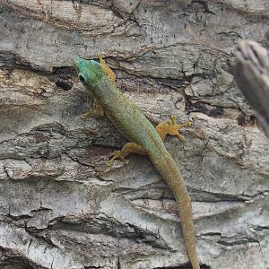 Robert Mertens' day gecko (Phelsuma robertmertensi), 2019-12-30