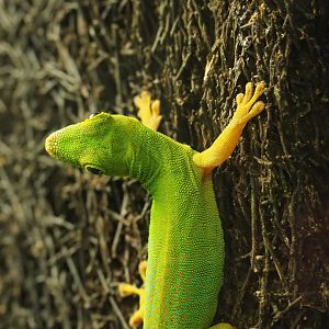 Seychelles giant day gecko (Phelsuma sundbergi), 2019-12-30