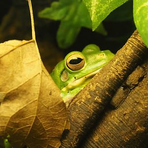 White-lipped tree frog (Nyctimystes infrafrenatus), 2019-12-30