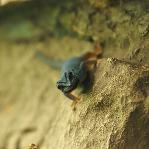 William's electric blue gecko (Lygodactylus williamsi), 2019-12-30