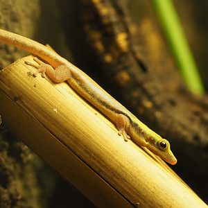Yellow-headed day gecko (Phelsuma klemmeri), 2019-12-30