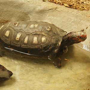 Red-footed tortoise (Chelonoidis carbonarius) in the pool, 2019-12-30
