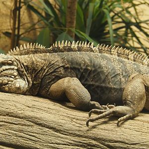 Cuban iguana (Cyclura nubila nubila), 2019-12-30