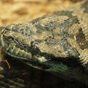 Northwestern carpet python (Morelia spilota variegata), 2019-12-30
