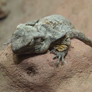 Frilled lizard (Chlamydosaurus kingii), 2019-12-30
