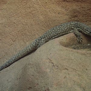 Spiny-tailed monitor (Varanus acanthurus), 2019-12-30
