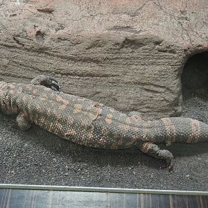 Gila monster (Heloderma suspectum), 2019-12-30