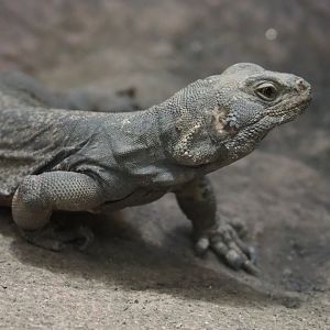 Common chuckwalla (Sauromalus ater), 2019-12-30