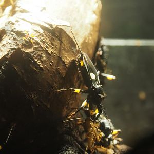 Two-spotted assassin bug (Platymeris biguttatus) with cricket prey, 2019-12-30