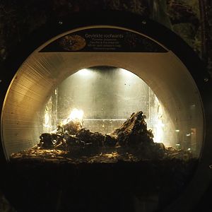 Terrarium Two-spotted assassin bugs, 2019-12-30