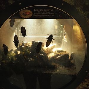 Terrarium Madagascar hissing cockroaches, 2019-12-30