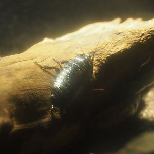 Madagascar hissing cockroach, (Gromphadorhina portentosa), 2019-12-30