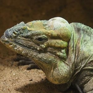 Hispaniolan rhinoceros iguana (Cyclura cornuta cornuta), 2019-12-30