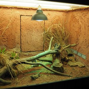 Terrarium Ornate mastigures, 2019-12-30