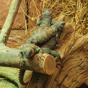 Ornate mastigures (Uromastyx ornata), 2019-12-30