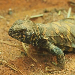 Ornate mastigure (Uromastyx ornata), 2019-12-30