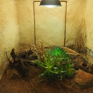 Terrarium Baja rosy boa, 2019-12-30