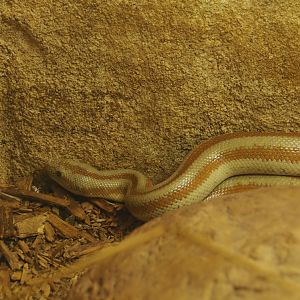 Baja rosy boa (Lichanura trivirgata saslowi), 2019-12-30
