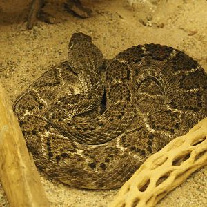 Western diamondback rattlesnake (Crotalus atrox), 2019-12-30