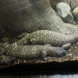 Rio Fuerte beaded lizards (Heloderma horridum exasperatum), 2019-12-30