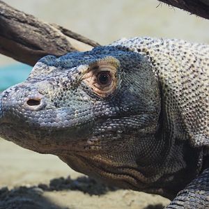 Komodo dragon (Varanus komodoensis), 2019-12-30