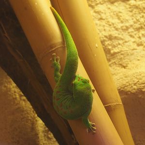 Greater Madagascar day gecko (Phelsuma grandis ), 2019-12-30