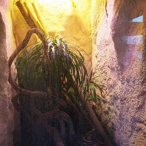 Terrarium Greater Madagascar day gecko, 2019-12-30
