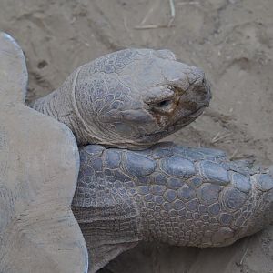 African spurred tortoise (Centrochelys sulcata), 2019-12-30