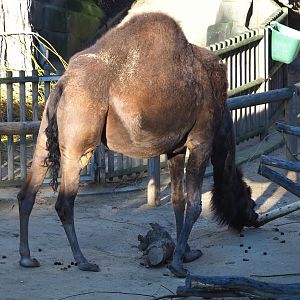 Dromedary camel (Camelus dromedarius), 2019-12-30