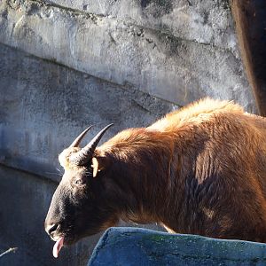 Mishmi takin (Budorcas taxicolor taxicolor), 2019-12-30