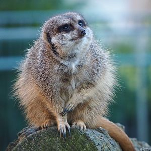 Meerkat (Suricata suricatta), 2019-12-30