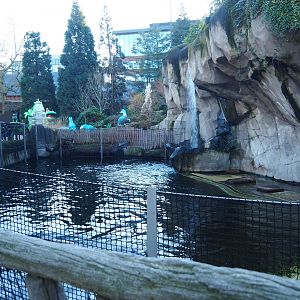 Temporary California sea lion exhibit (Normally the main harbor seal exhibit), 2019-12-30