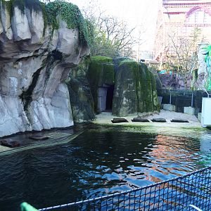 Temporary California sea lion exhibit (Normally the main harbor seal exhibit), 2019-12-30