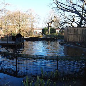 Current main Eastern Atlantic harbor seal exhibit (Formerly the Dalmatian pelican pond), 2019-12-30