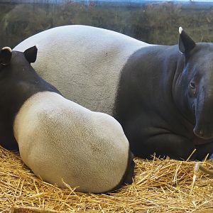 Malayan tapirs (Tapirus indicus) Nakal and Utari, 2019-12-30