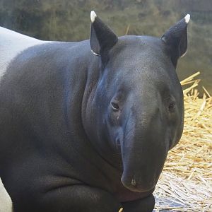 Malayan tapir (Tapirus indicus) Nakal, 2019-12-30