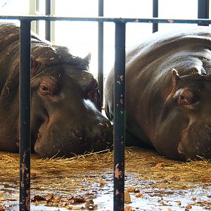 Hippopotamuses (Hippopotamus amphibius) Hermien and Imani resting on land after feeding, 2019-12-30