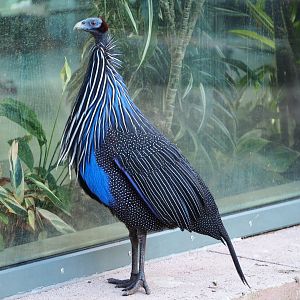 Vulturine guineafowl (Acryllium vulturinum), 2019-12-30