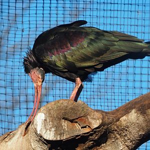 Waldrapp (Geronticus eremita), 2019-12-30