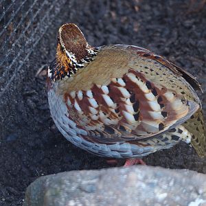Collared hill partridge (Arborophila gingica), 2019-12-30