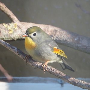 Red-billed leiothrix or Peking robin, (Leiothrix lutea), 2019-12-30