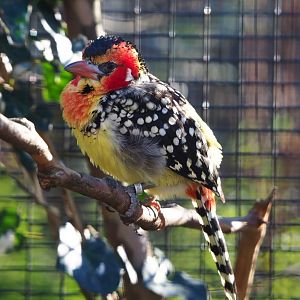 Red-and-yellow barbet (Trachyphonus erythrocephalus), 2019-12-30