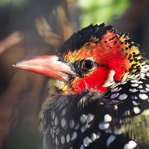 Red-and-yellow barbet (Trachyphonus erythrocephalus), 2019-12-30
