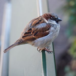 Wild male House sparrow (Passer domesticus), 2019-12-30