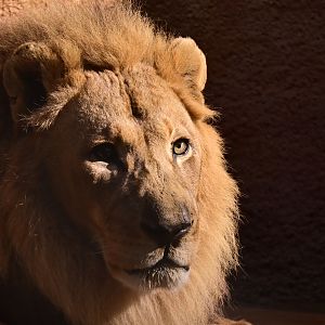 African Lion