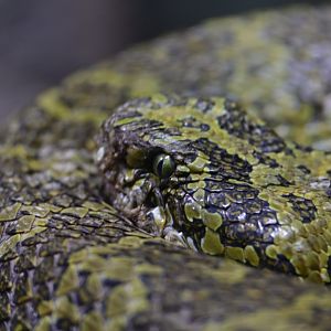 Mangshan Pitviper
