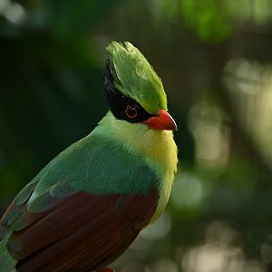Indochinese Green Magpie