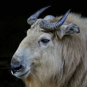 Golden Takin (female)